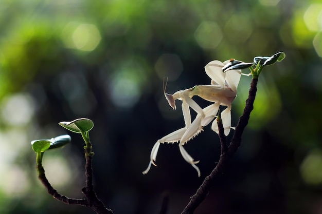 Schöne Orchideen-Mantis-Nahaufnahme auf Zweignahaufnahmeinsekt