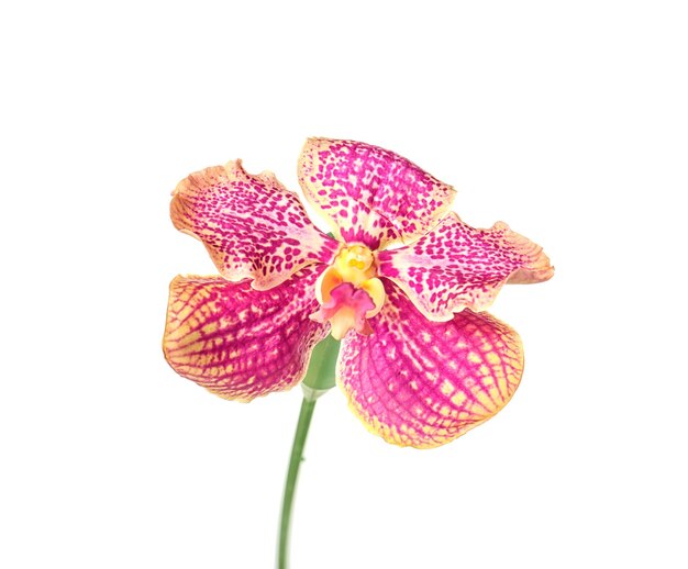 Schöne Orchideenblume auf weißem Hintergrund