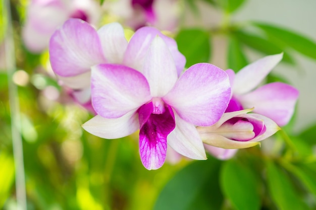 Schöne Orchideenblume, die im Blumenhintergrund des Gartens blüht