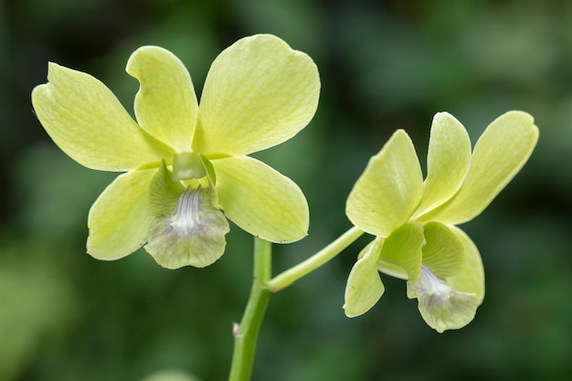 Schöne Orchideenblume, die in der Regenzeit blüht Dendrobium-Orchidee