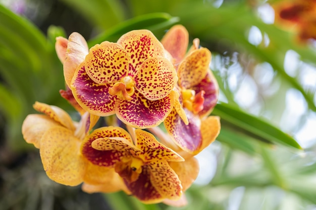 Schöne Orchideenblume, die in der Regenzeit blüht Vanda-Orchidee