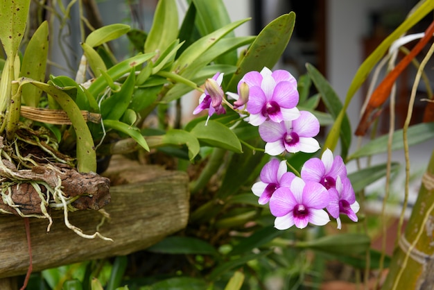 Schöne Orchideenblume im Garten im Freien