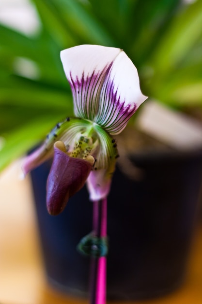 Schöne Orchideenblume über Unschärfehintergrund in der Ausstellung