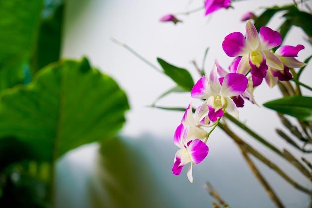 Schöne Orchideenblumen auf Baum