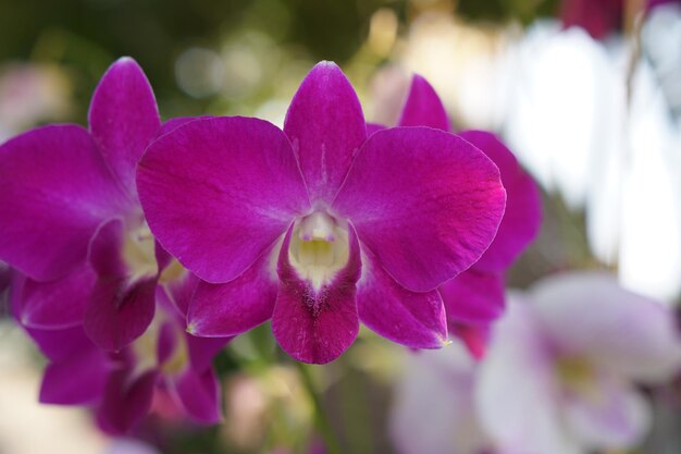 Schöne Orchideenblumen im Park