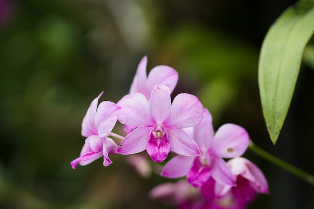 Schöne Orchideenblumen in der wilden Natur