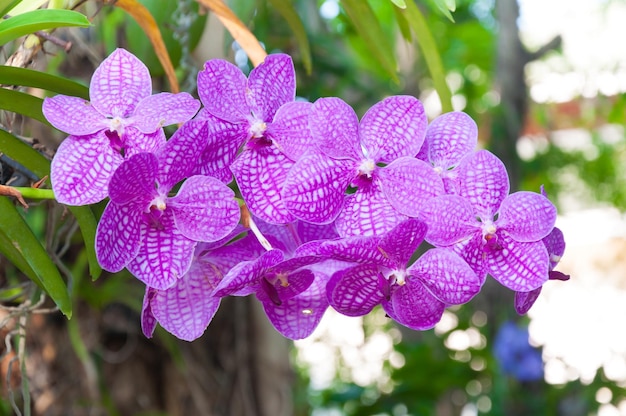 Schöne Orchideenblumen Violet Hybrid Vanda blühen im Garten