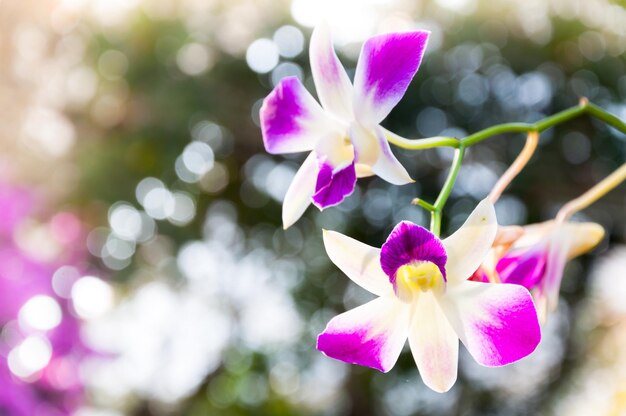 Schöne Orchideenblumen violettes tropisches Thailand blühen im Garten