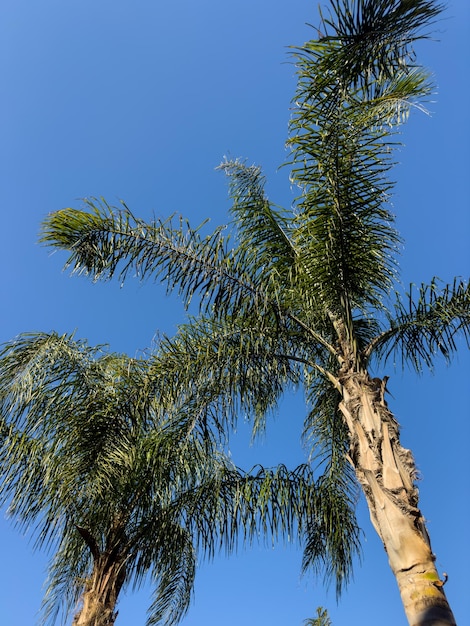 Schöne Palme und Himmel