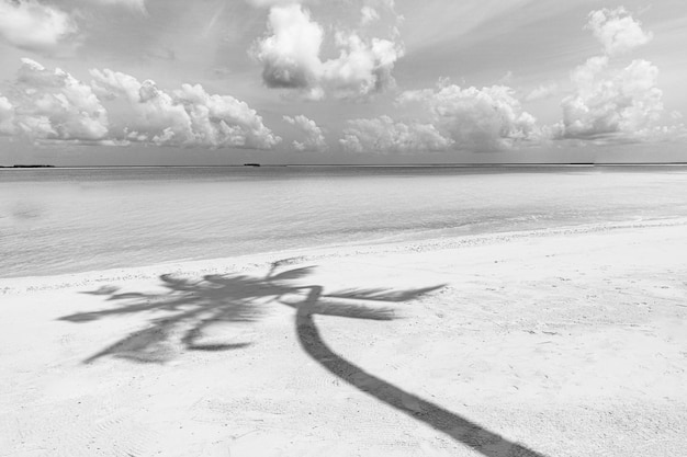 Schöne Palmen Blatt auf weißem Hintergrund Künstlerisches Schwarz-Weiß-Bild Palmenschatten auf weißem Sand