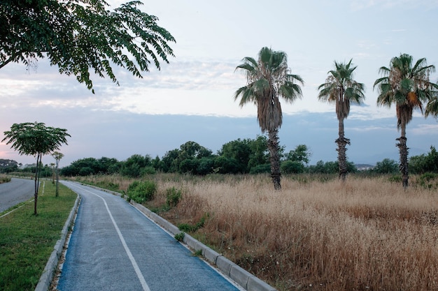 Schöne Palmen der Türkei entlang der touristischen Ziele des Fahrradstraßenkonzepts