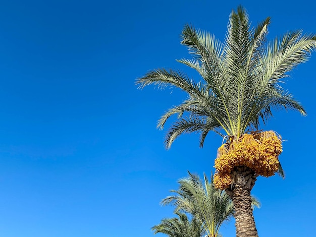 Schöne Palmen mit grünen, flauschigen, saftigen, großen Blättern gegen den blauen Himmel in einem touristischen, warmen, östlichen, tropischen Land im südlichen Resort Hintergrundtextur