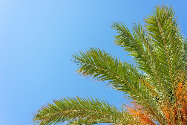 Schöne Palmzweige gegen den klaren blauen Himmel