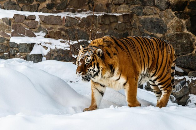 Schöne Pantheratigris auf einer verschneiten Straße