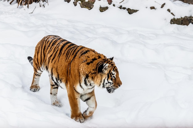 Schöne Pantheratigris auf einer verschneiten Straße