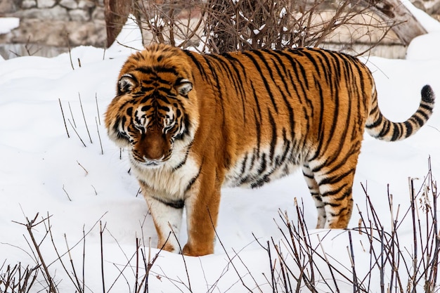 Schöne Pantheratigris auf einer verschneiten Straße