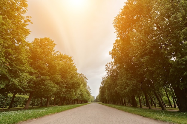 Schöne Parkszene im öffentlichen Park mit grüner Wiese, grüner Baumpflanze und einem bewölkten blauen Himmel der Party, Sonnenlicht