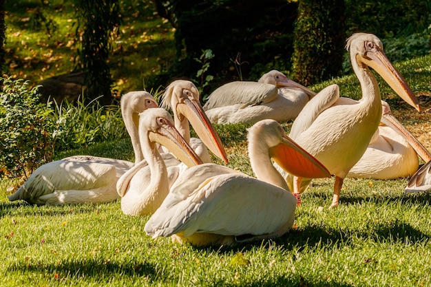 Schöne Pelikanvögel auf Gras
