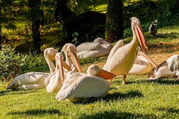 Schöne Pelikanvögel auf Gras