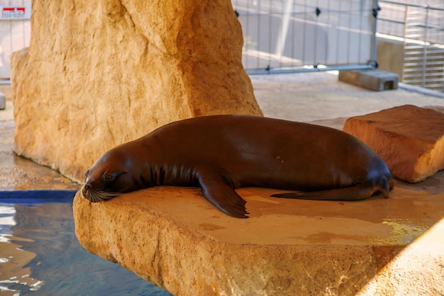 schöne pelzrobbe, robbe schwimmt im pool