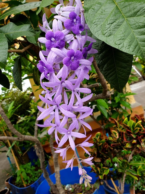 Schöne Petrea volubilis Blume im Garten