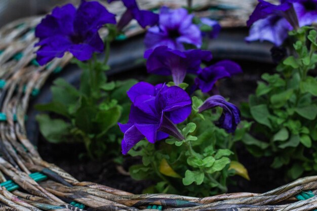 Schöne Petunia blüht in einem runden Blumenbeet