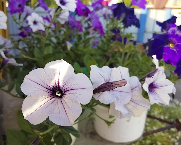 Schöne Petunienblume wächst in einem Topf Blume für den Garten und Blumenbeete Petunie für die Gartenarbeit