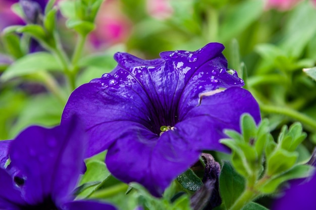 Schöne Petunienblumen mit Wassertropfen nach einem Regen