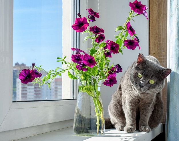 Schöne Petunienblumen und eine süße graue Katze auf der Fensterbank. Sommerstimmung.