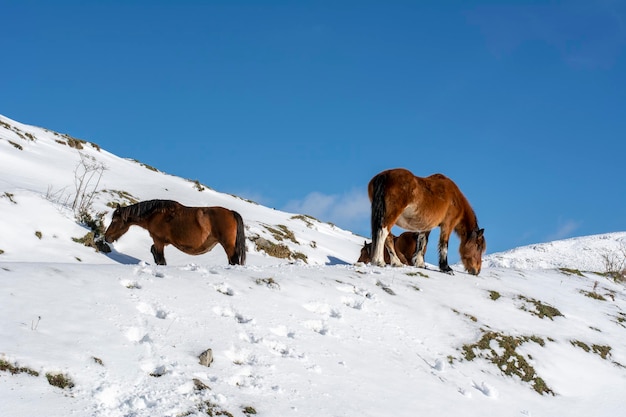 Schöne Pferde auf schneebedeckter Bergwinterlandschaft
