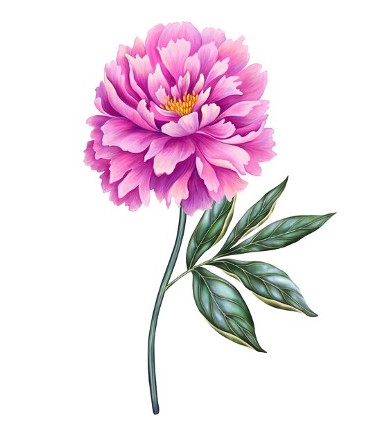 Schöne Pfingstrose, rosa Blume mit Stiel und Blatt. Realistische, hochwertige, handgezeichnete botanische Illustration isoliert auf weißem Clip-Art für romantische, hübsche Hochzeitseinladung, Grußkarte, Kosmetik