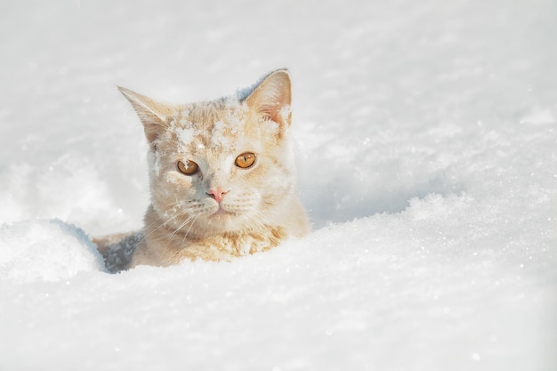 Schöne pfirsichfarbene Hauskatze der britischen Rasse sitzt an einem Wintertag im tiefweißen Schnee