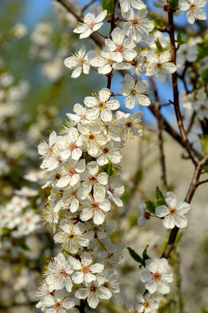 Schöne Pflaumenbaumblumen Frühlingsblüte