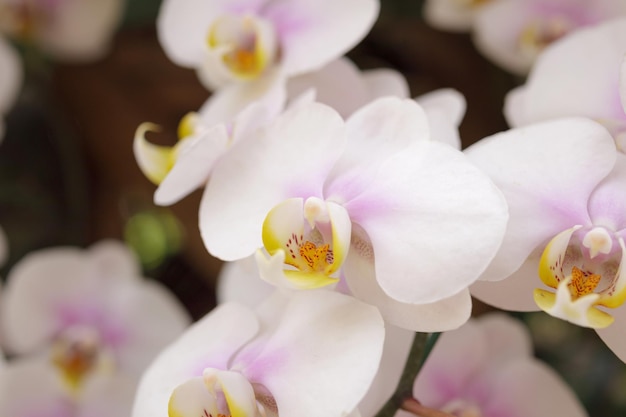 Schöne Phalaenopsis-Orchideenblume, die im Blumenhintergrund des Gartens blüht