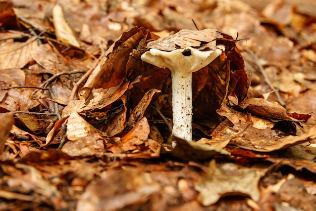 Schöne Pilze unter gelb-orangeen Waldblättern