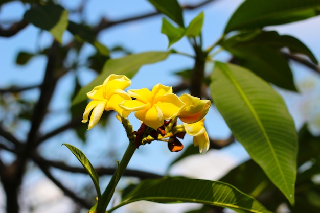 Schöne Plumeria-Blumen auf dem Baum