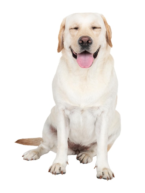 Schöne Png-Hundensticker Labrador Retriever-Collage-Element auf durchsichtigem Hintergrund