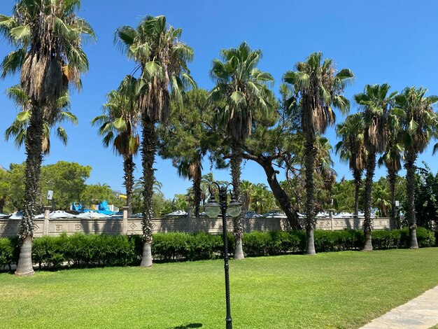 Schöne Promenade in den Tropen Pflanzen Bäume Büsche die Blumen