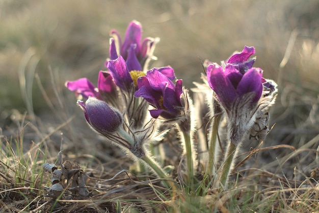 Schöne Pulsatilla- oder Küchenschellen-Frühlingsblüte