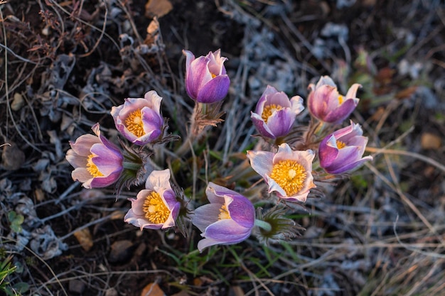 Schöne Pulsatilla- oder Küchenschellen-Frühlingsblüte