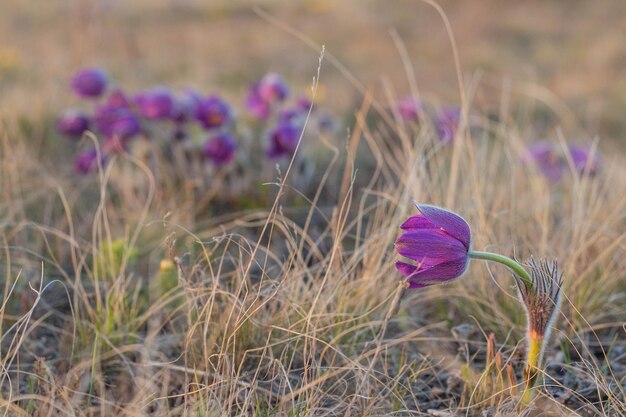 Schöne Pulsatilla- oder Küchenschellen-Frühlingsblüte