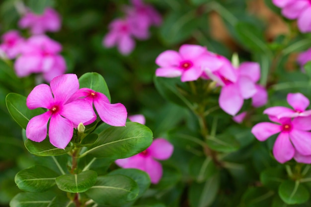 Schöne purpurrote Blumen im Garten