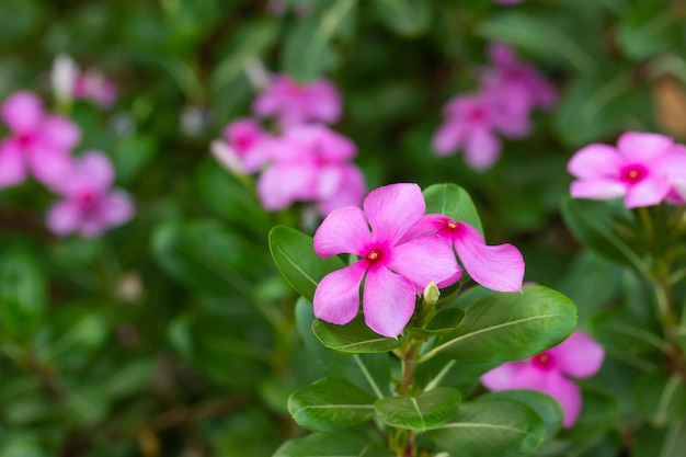 Schöne purpurrote Blumen im Garten