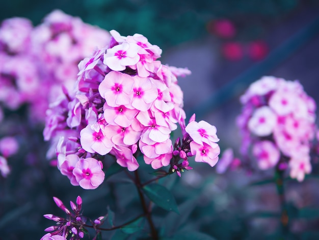 Schöne purpurrote Blumen im Gartenfrühling