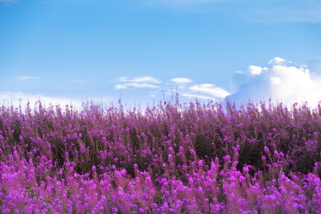 Schöne purpurrote Blumen und blauer Himmel