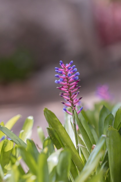 Schöne purpurrote Bromelieblume oder Match-Stockbetriebsblume in einem Garten. (Aechmea gamosepala Pflanze)