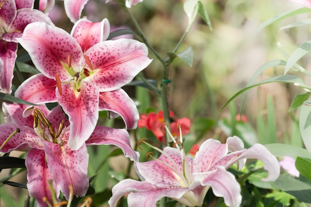 Schöne purpurrote Orchidee im Garten