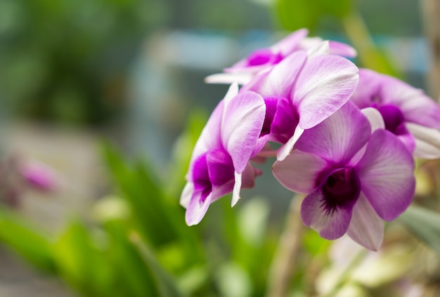 Schöne purpurrote Orchideen mit vorgewähltem Fokus.