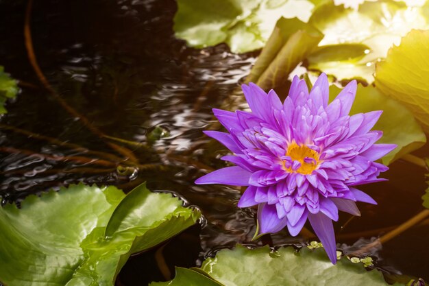 Schöne purpurrote Seerose mit Grün verlässt im Teich