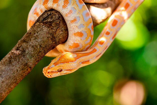 Schöne Python Molurus Albina auf Ast.